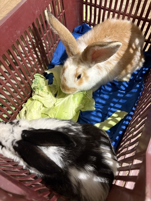 Iepuri  pereche rasă belgiana