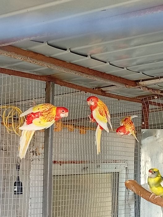 Vând papagali Rosella rubino