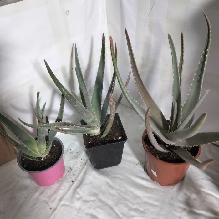 Комнатные растения одоптированые