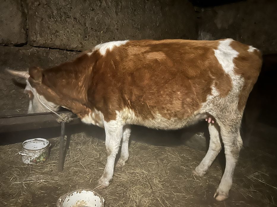 Корова симментальская