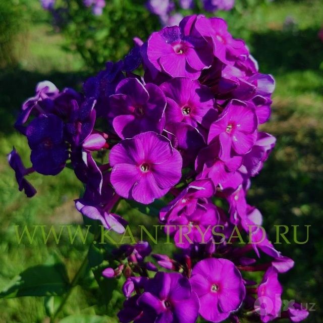 Floks gul kochatlari