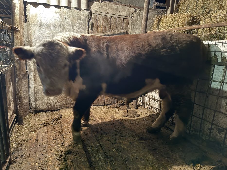 Продам бычка продам