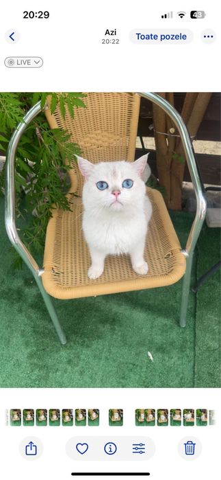 Pisica British Shorthair cu pedigree, alb cu ochi albaștri