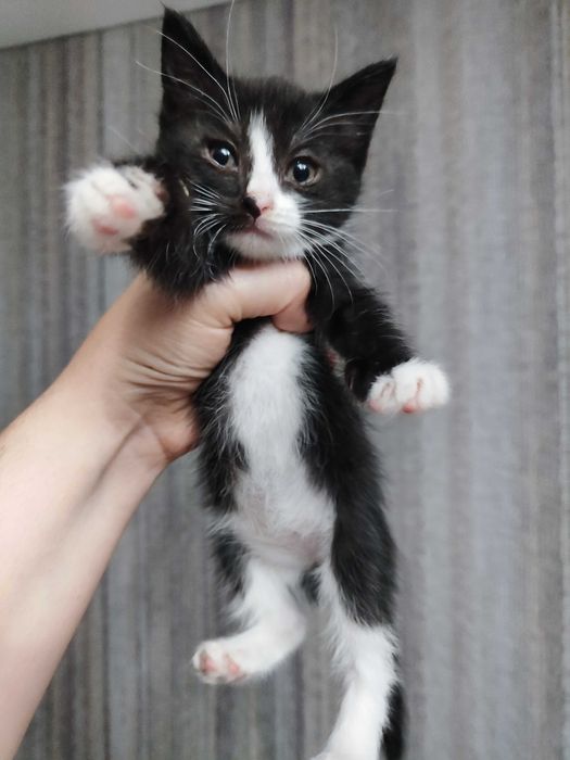 Отдам кошечку срочно 1.5 мес