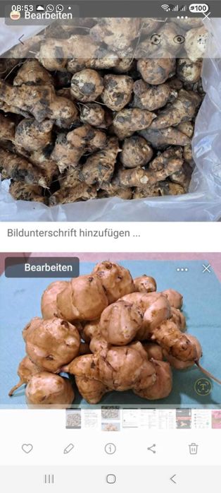Topinambur Napi Anghinare