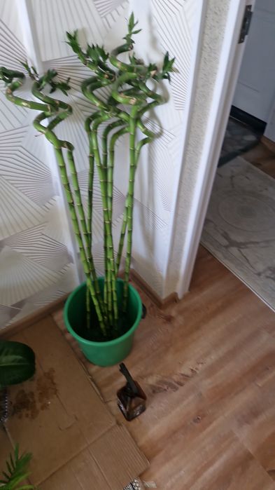 Ұц гұлдері апзан