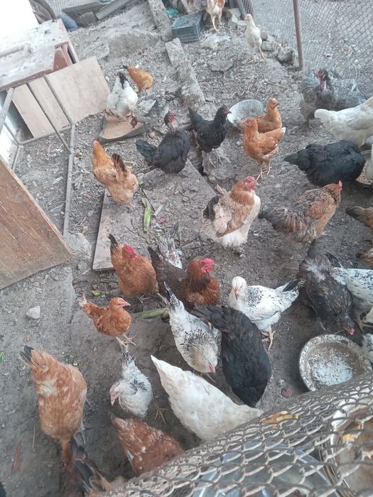 Продам курей.домашних