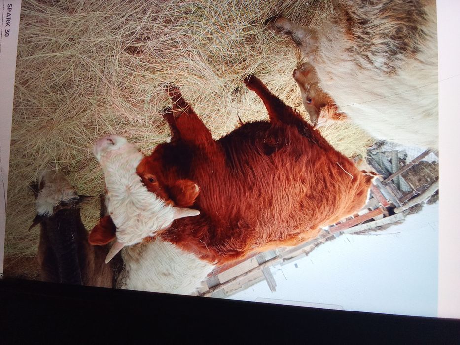 15 бас бұқа сатам