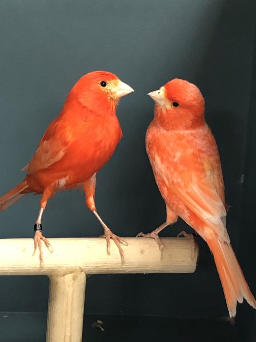 Канареки пара Турция