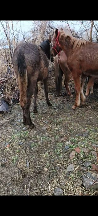 Бие тай байтал сатылады