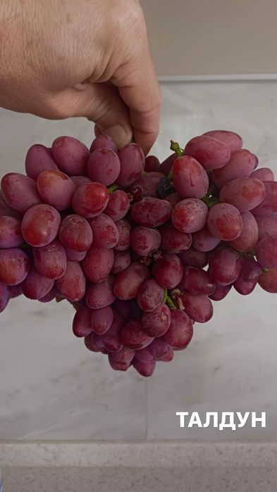 Продам саженцы винограда вегетирующие