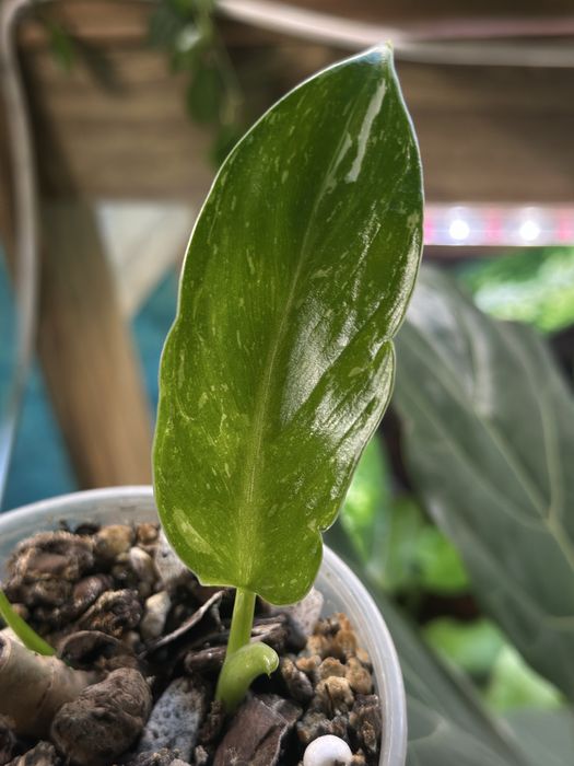 продам комнатные цветы