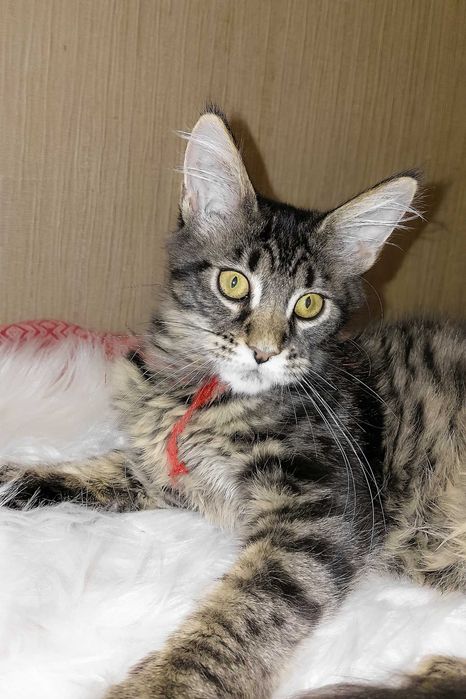 PIXIE – Fetiță Maine Coon, 3,5 luni | Pedigree | www.lynxrunecode.com