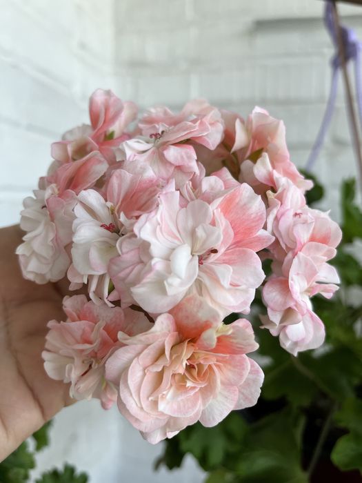 Продам черенки и стартеры сортовых пеларгоний