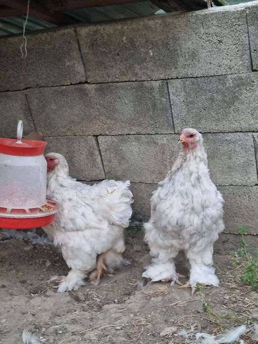 Brahma splash pe albastru si cocosel sebright chamois