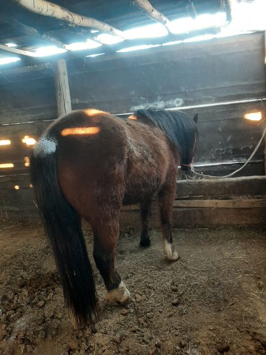 Жылқы сатылады Продаётся лошадь