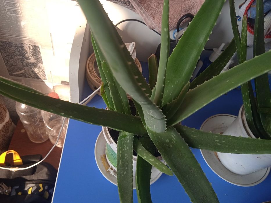 Продам алоэ вера