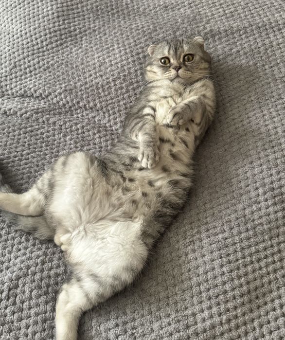 Вязка шотланский кот