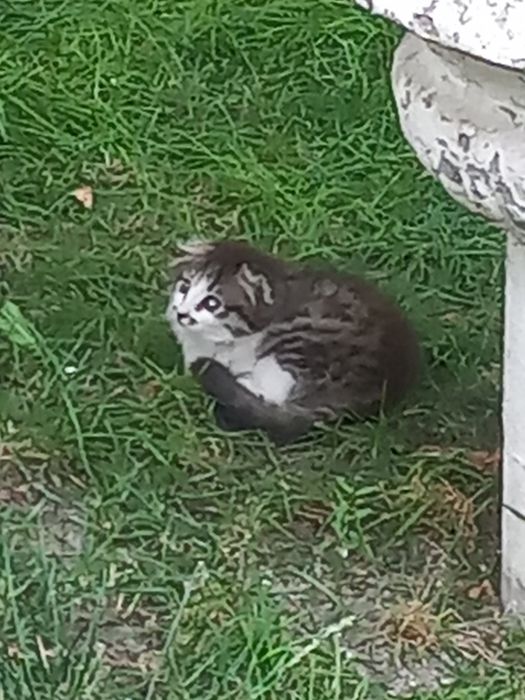 Котята  ушлоухие  два штуки