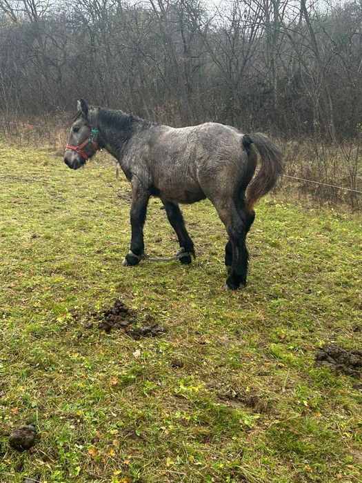 Vând iapă cu mânz