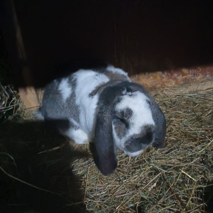 Iepuri caută casă nouă