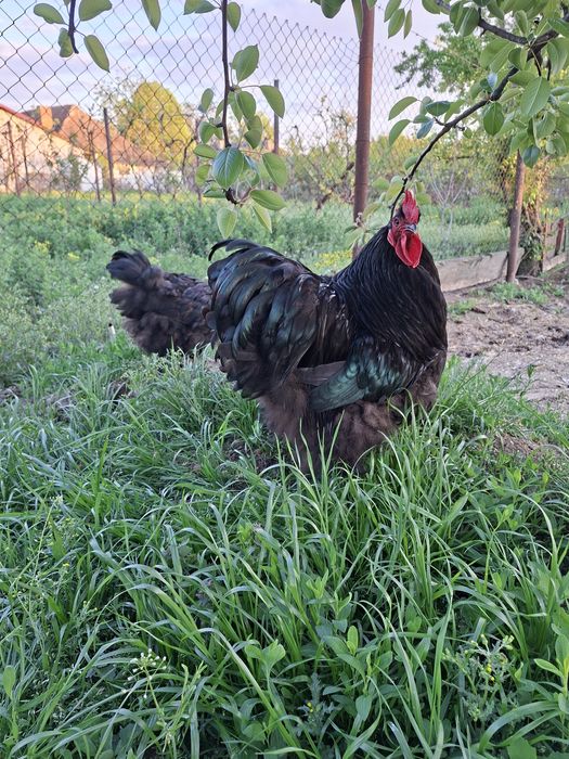 Vând găini Orpington Negru