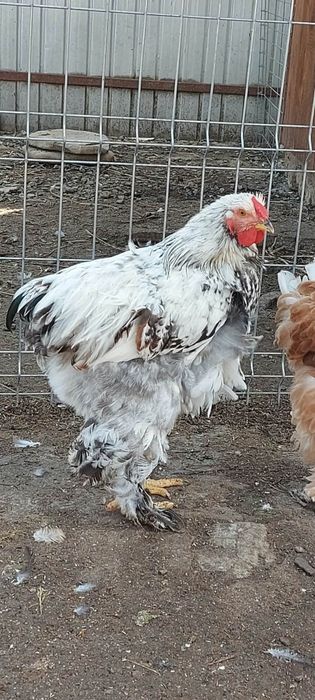 Cocoși de vânzare