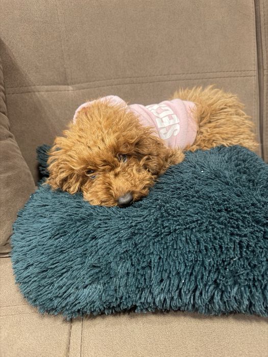 Той Пудел женско – ваксини, паспорт, много красиво