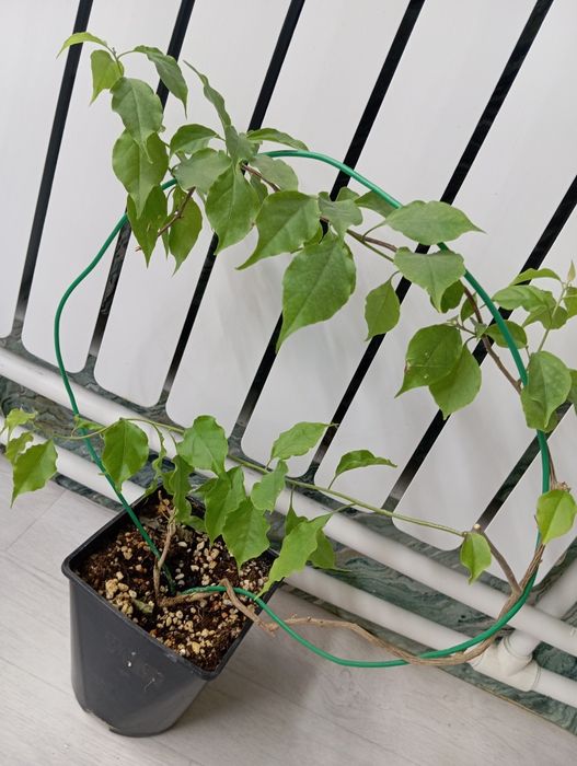 Бугенвиллия взрослое растение