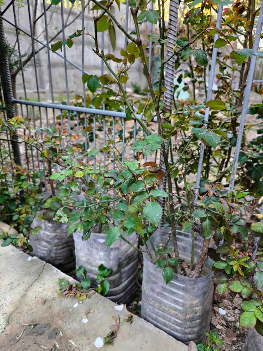 Продам розы разные