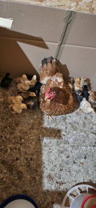 Closca cu pui de casa au 14 zile