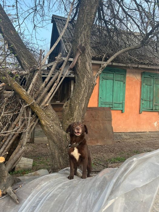 Хаска и лабрадор