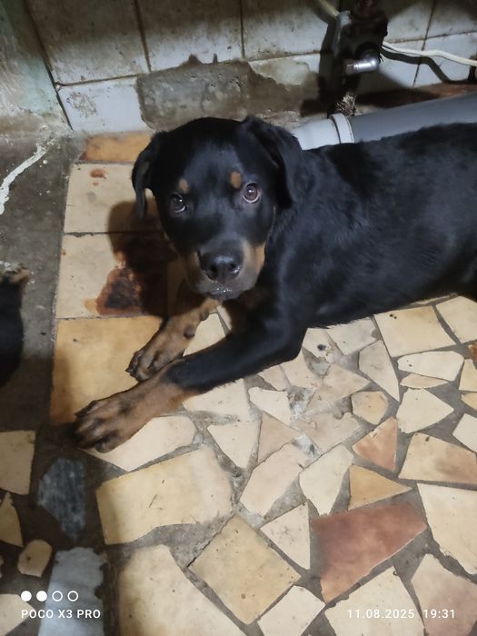 Продажа ротвейлеров