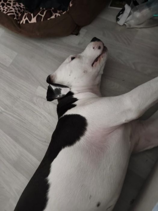 ЩЕНОК Американского стаффорда