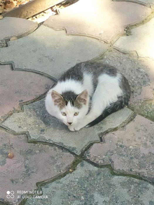 Бесплатно отдам котята