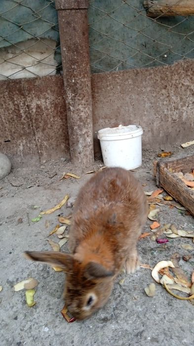 Продаются два самца