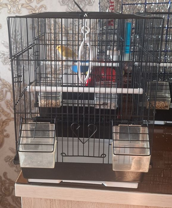 Qafas                  .