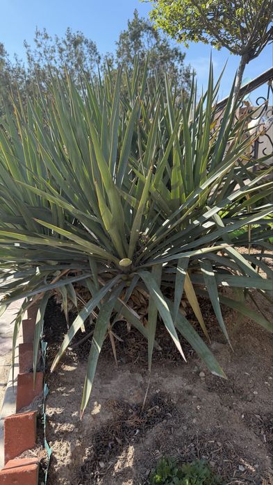 Продам уличные растения ЮККА