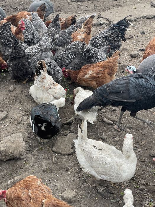 Rațe, cocosi, bibilici