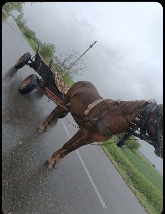 Vand armasar  de 7 ani