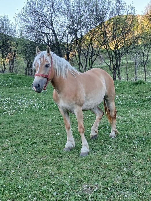 Vând iapă de 3 ani