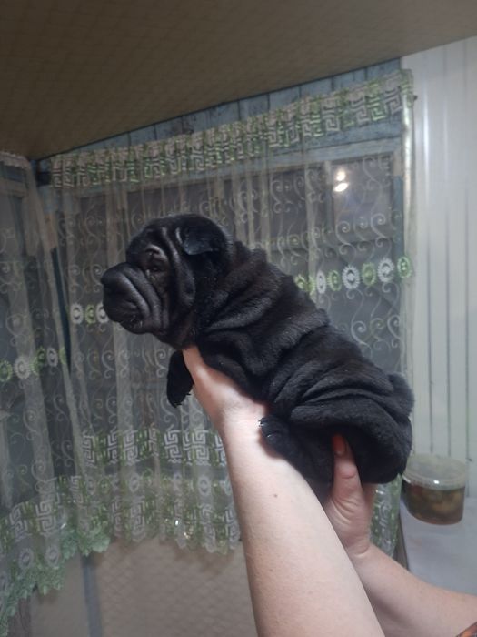 Шарпей щенок девочка