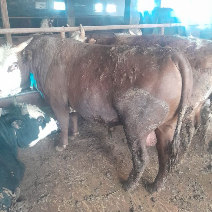 Продам бычков с откорма