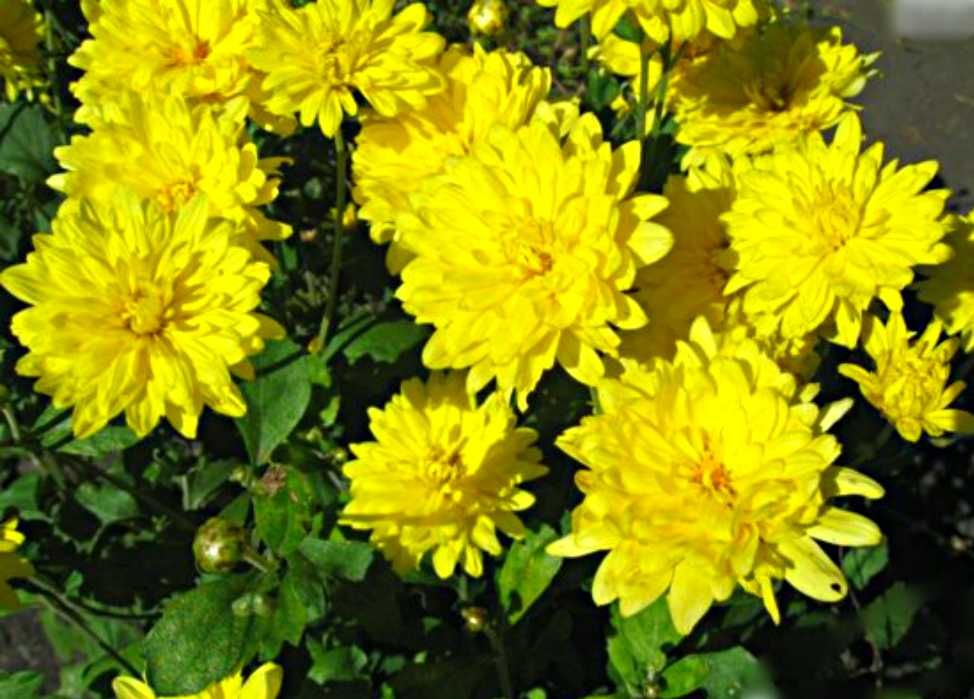Хризантемы садовые разных цветов