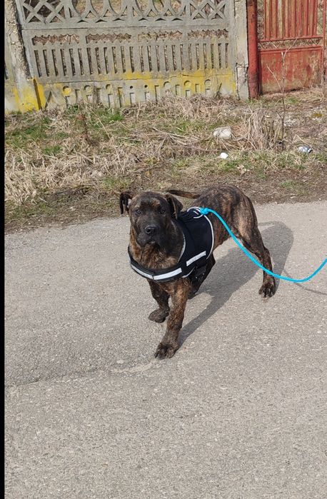 Mascul presa canario