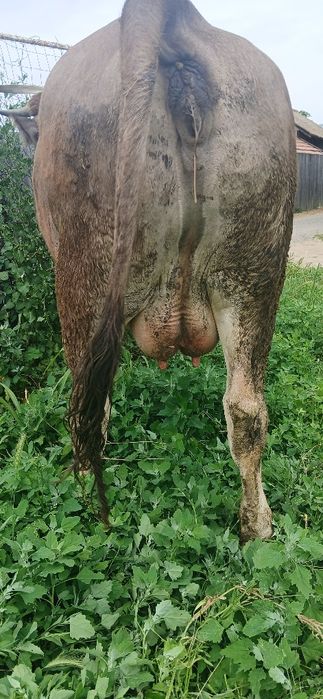 Vând Junică fatată