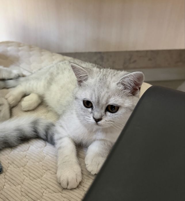 Котенок-девочка 3 месяца