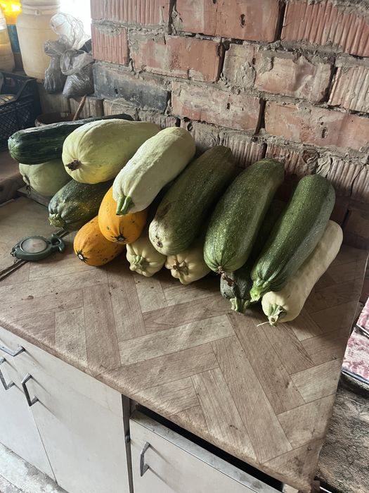 Продам кабачки, мята, щавель