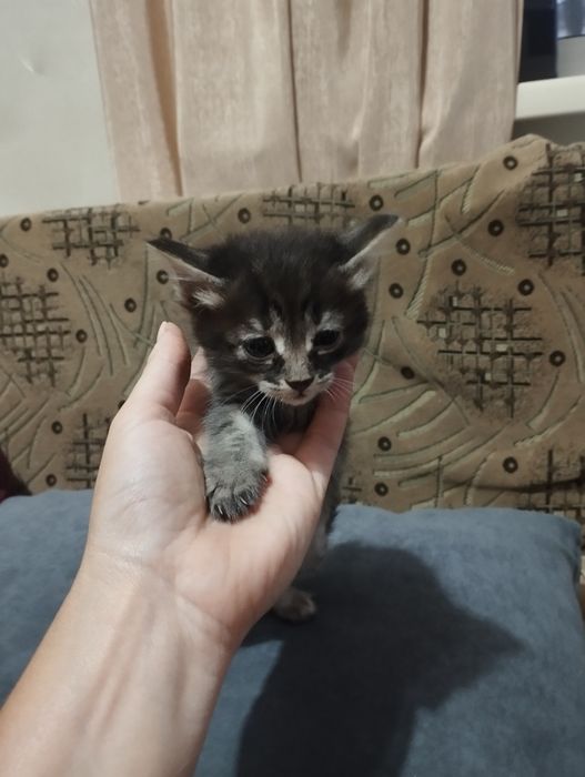 Дарю котят в добрые руки