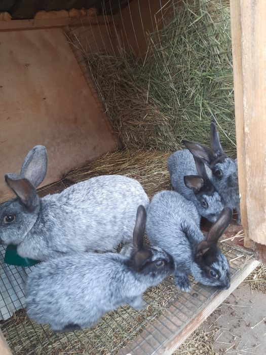 Кролики Полтавское серебро